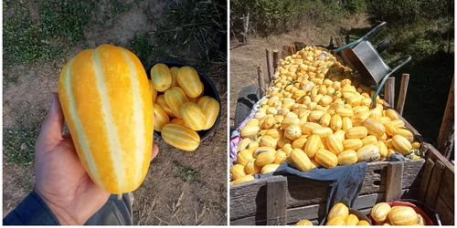 Pepenele-ananas Makuva foto FB Ionut Ursa fermier