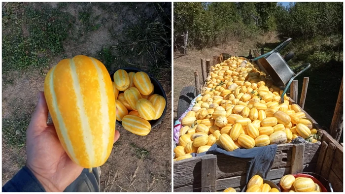 Pepenele are o greutate medie între 500 și 600 de grame. FOTO: Facebook/Ionuț Ursa