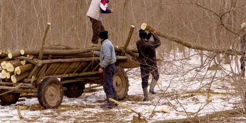 Bărbaţii au tăiat ilegal opt arbori nemarcaţi