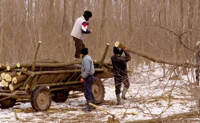 Bărbaţii au tăiat ilegal opt arbori nemarcaţi