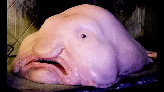 Content image