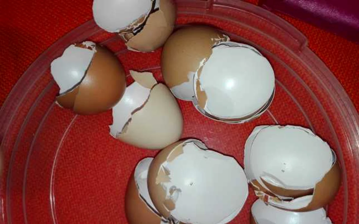 Cojile de ou reprezintă una dintre cele mai bune surse naturale de calciu.