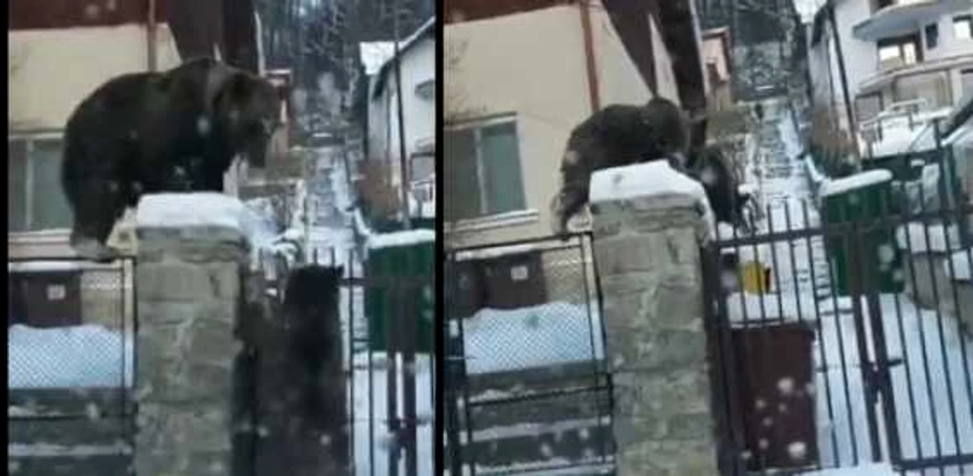 Ursi filmati cand sar gardul unei case din Busteni - captura video