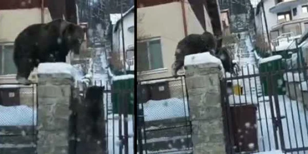 Ursi filmati cand sar gardul unei case din Busteni - captura video