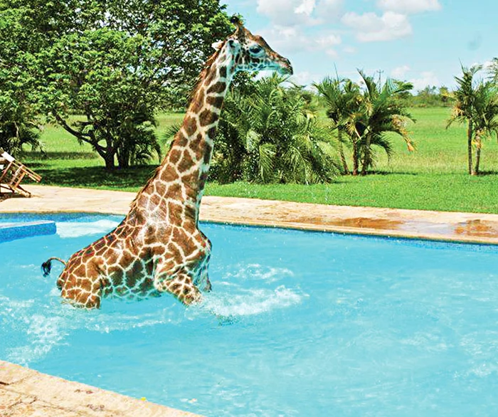 
    «Monduli» face zilnic  baie în piscina unui  complex turistic (fotografii: photoland/caters)  