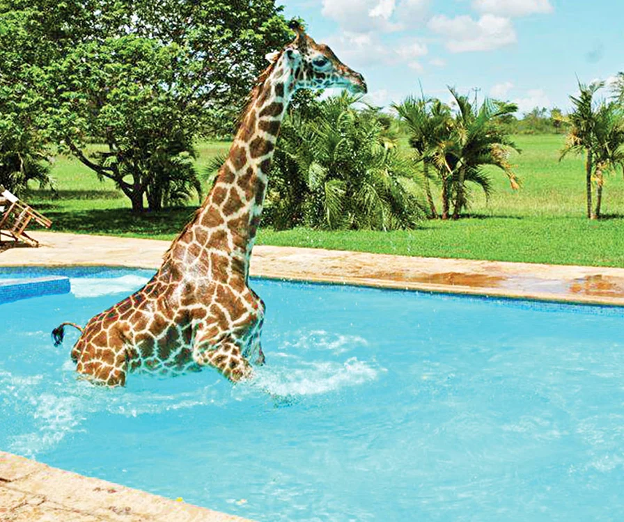 
    «Monduli» face zilnic  baie în piscina unui  complex turistic (fotografii: photoland/caters)  