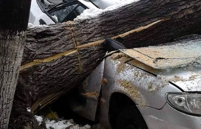 Maşina a fost strivită de copacul care a căzut peste ea Foto: Biatrice Martiş