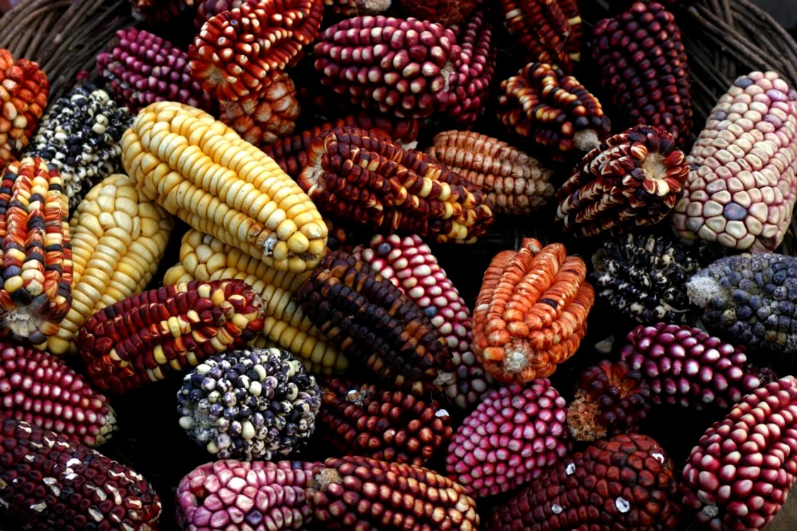 peru corn jpg jpeg