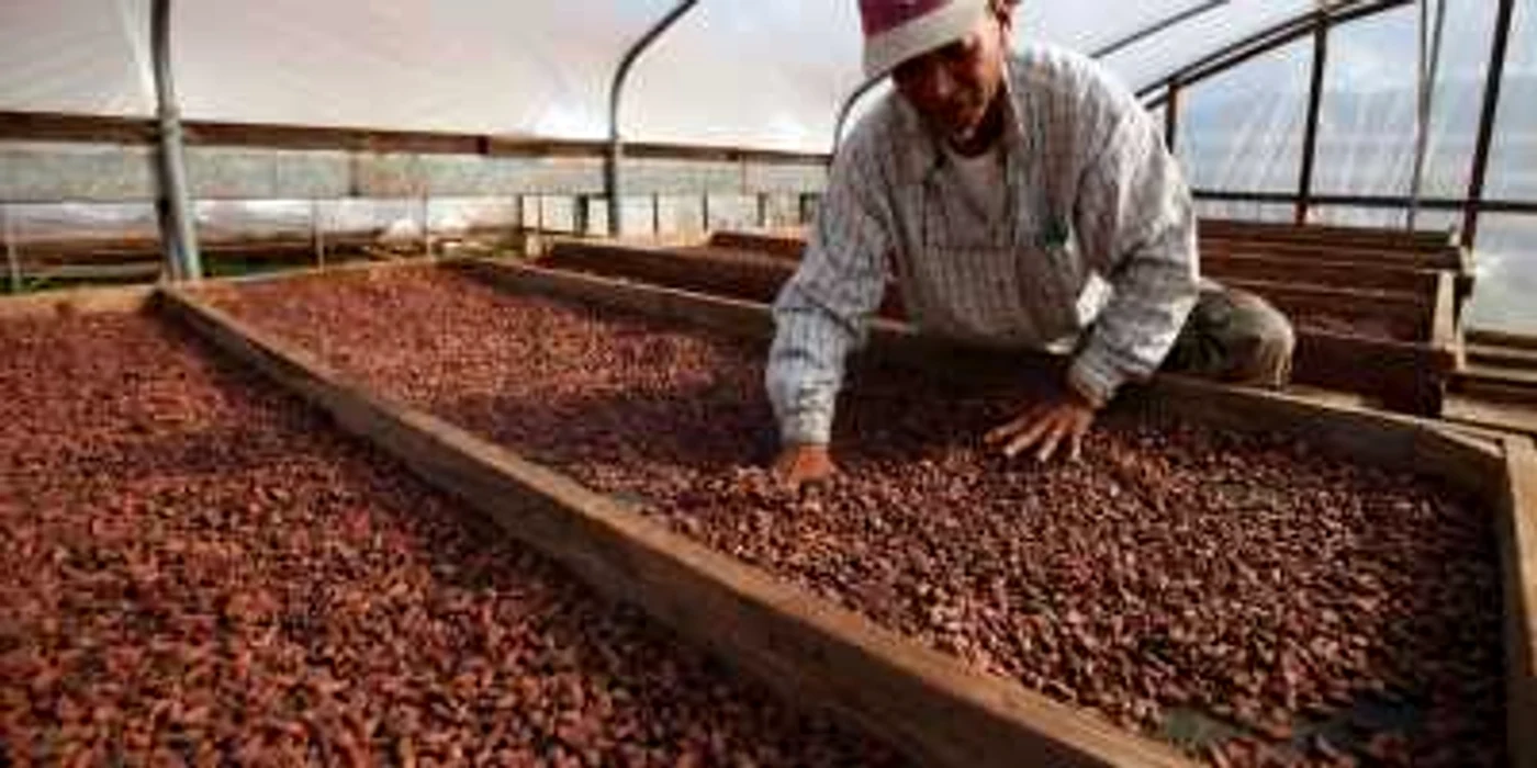 Cultivator de cacao în satul Chuao din Venezuela