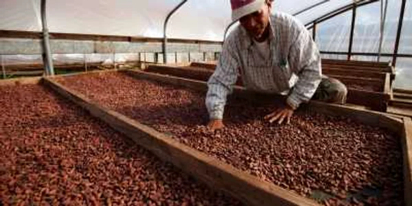 Cultivatorii de cacao din întreaga lume trebuie să crească producţia cu un milion de tone până în 2020, pentru a compensa cererea imensă