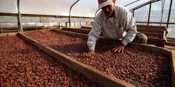 Cultivator de cacao în satul Chuao din Venezuela