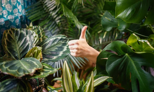 Jungla din sufragerie Descoperă plantele care absorb umiditatea și îți purifică locuința! JPG