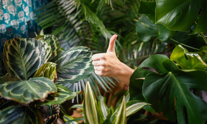 Jungla din sufragerie   Descopera╠å plantele care absorb umiditatea s╠ªi i╠ét╠ªi purifica╠å locuint╠ªa!   JPG