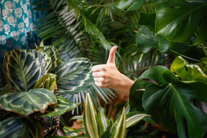Jungla din sufragerie Descoperă plantele care absorb umiditatea și îți purifică locuința! JPG