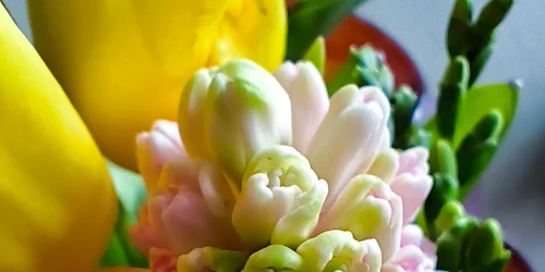 Imagine realizată cu Xiaomi Redmi Note 14 Pro 5G - flori de primăvară Foto Daciana Stoica pentru Adevărul