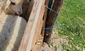 WhatsApp Video 2026 05 26 at 16 41 37 mp4 thumbnail png