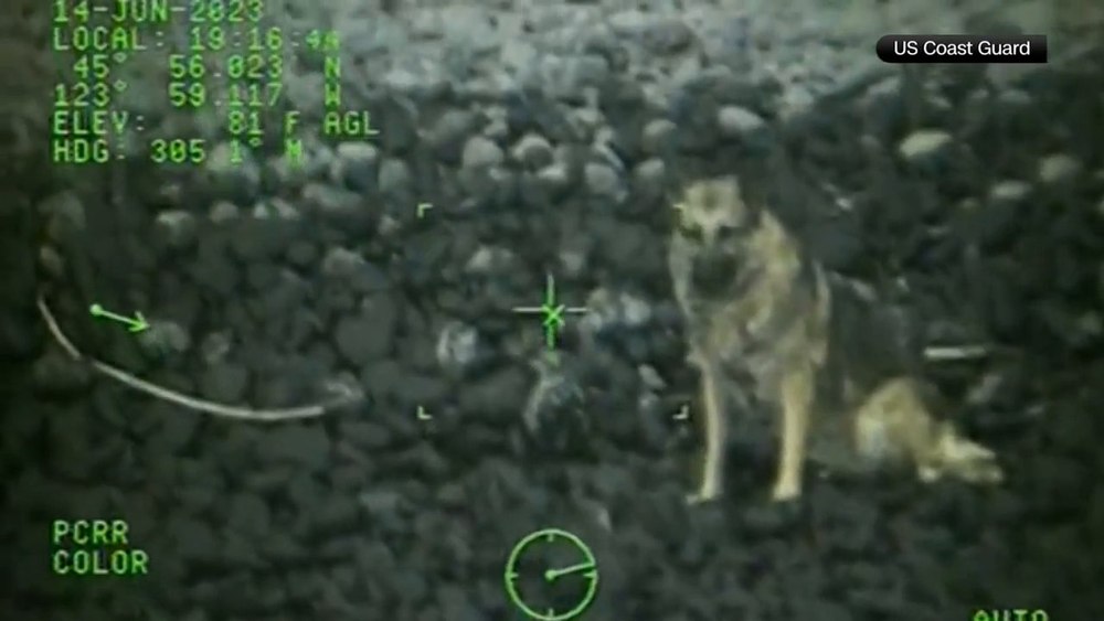 Supraviețuire miraculoasă a unui câine căzut de la 90 de metri înălțime. A fost salvat cu elicopterul VIDEO