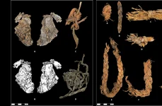 Pielea cusută și șnururile împletite au fost descoperite inițial în 1958 (© Rosencrance et al, Science Advances (2026) CC-BY-NC)