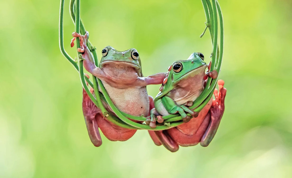 
    Foto: Photoland, Caters  