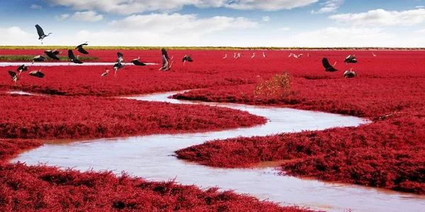 plaja rosie din china foto boredpanda.com