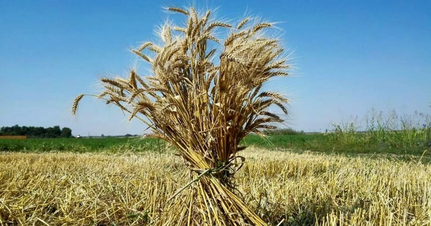 calarasi ileana