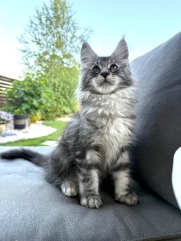 Old Spiced of ZamZia