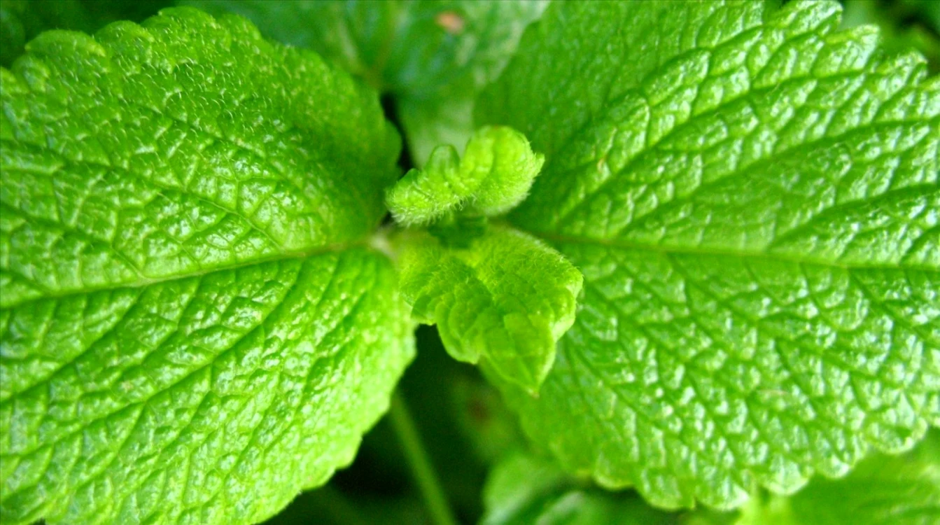 calarasi planta