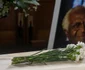 funeralii desmond tutu. foto gettyimages