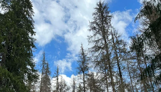 Parcul Natural Apuseni e în pericol. FOTO Adevărul