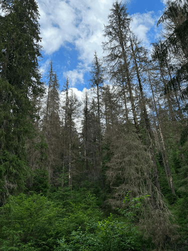 Parcul Natural Apuseni, în pericol să devină istorie. Mii de hectare de pădure nimicite de o insectă de câțiva milimetri
