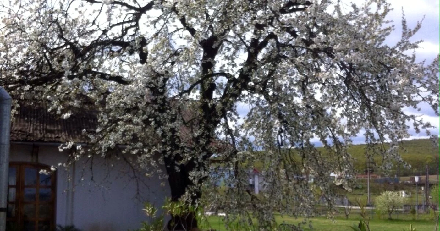 Cireşul uriaş din Petreşti