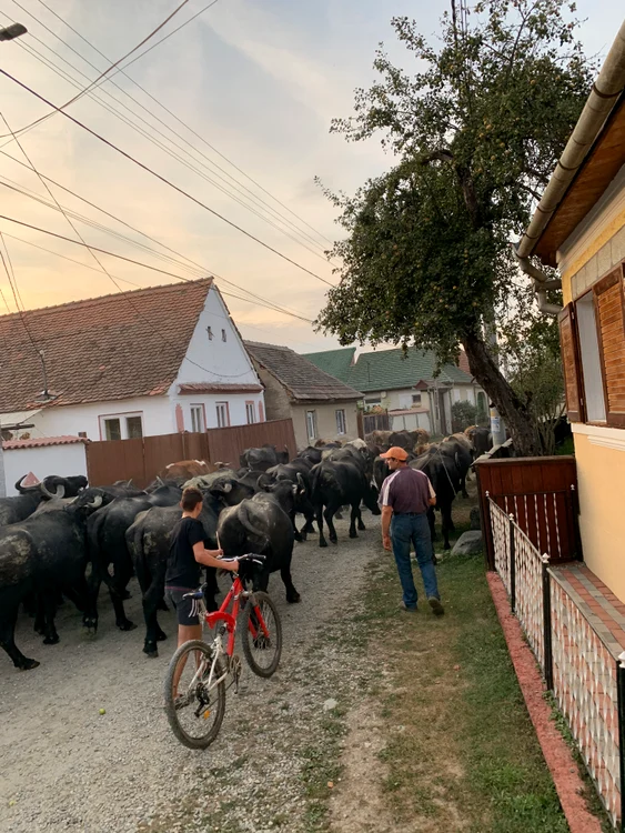 Uliţele din Porumbacu de Sus şi ciurda de bivoliţe