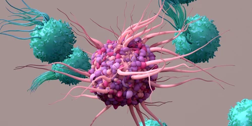 Celule T reglatoare Foto Akadeum Life Sciences jpg