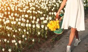 1 tulip jpg jpeg