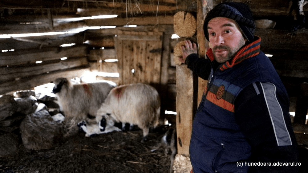 Viața la stânele din creierii munților Șureanu. Ce-l face fericit pe un cioban rupt restul lumii VIDEO