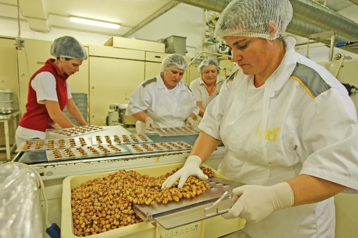 Cofetarii aleg cu grijă alunele
