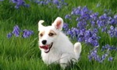 1 47444 original jpg jpeg