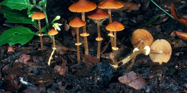 ciuperci otravitoare
