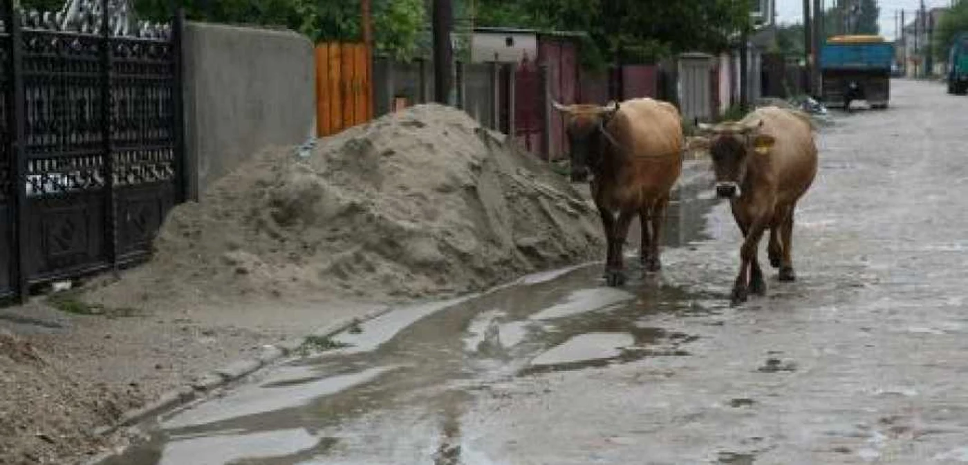 VIDEO Craiova: Vaci la plimbare pe o stradă în Bănie (VIDEO)