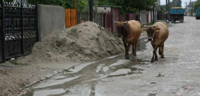 VIDEO Craiova: Vaci la plimbare pe o stradă în Bănie (VIDEO)
