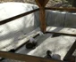 gradina zoo resita