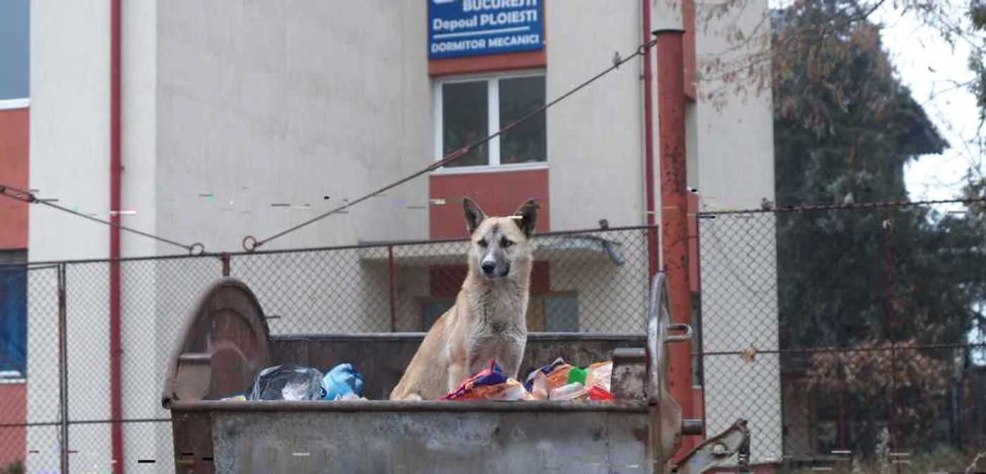 Cartierul lucrătorilor de la căi ferate este unul din punctele ascunse ale Ploieştiului