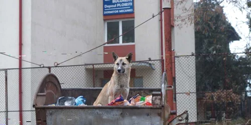 Cartierul lucrătorilor de la căi ferate este unul din punctele ascunse ale Ploieştiului