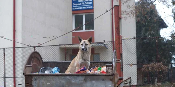 Cartierul lucrătorilor de la căi ferate este unul din punctele ascunse ale Ploieştiului