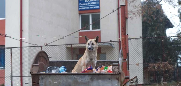 Cartierul lucrătorilor de la căi ferate este unul din punctele ascunse ale Ploieştiului