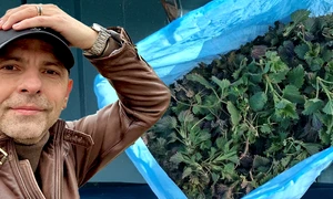 banner dan negru jpg