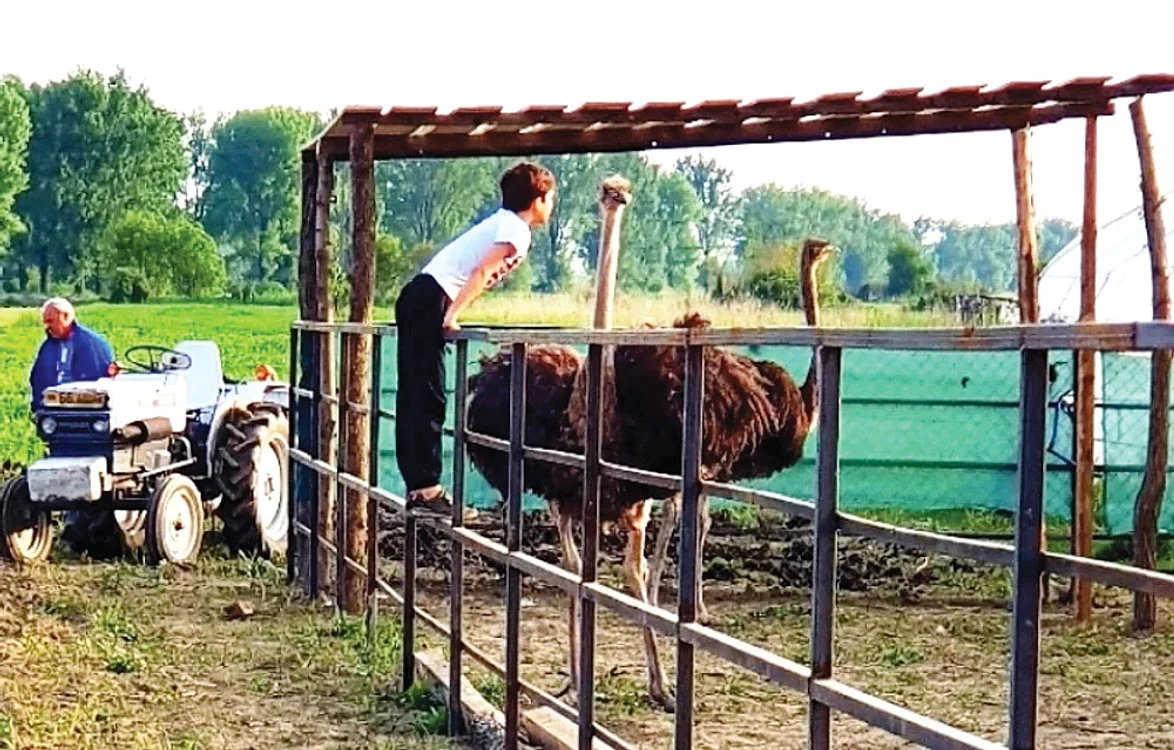 Păsările africane  s-au adaptat  perfect în Vrancea. Foto: adevarul.ro