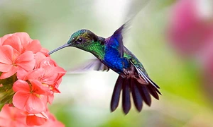 colibri istock jpg