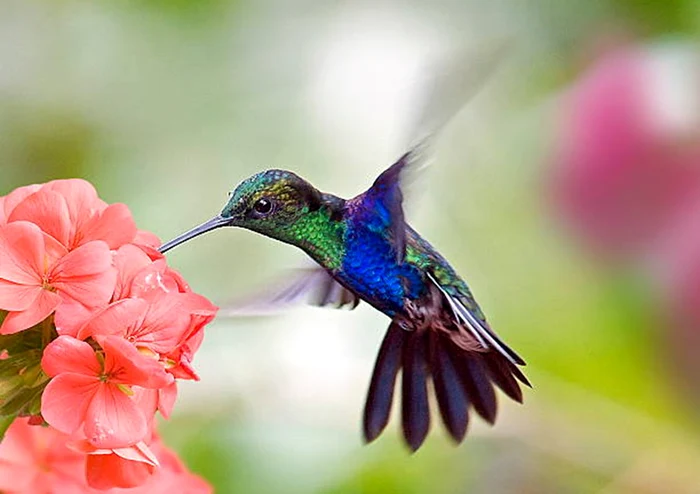 Păsările colibri și albinele consumă nectar cu alcool / foto: IStock