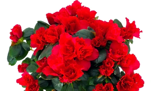 1 66527 original jpg jpeg